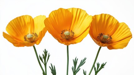 Naklejka premium photo of californi poppy flower isolated on white background californi poppy
