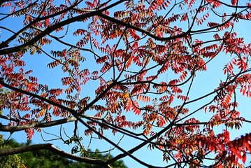Japan wax tree autumn leaves. Anacardiaceae Dioecious deciduous tree. In Japan, it is a resource plant whose fruit is used to extract wax.