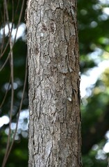 Japan wax tree autumn leaves. Anacardiaceae Dioecious deciduous tree. In Japan, it is a resource plant whose fruit is used to extract wax.