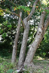 Japan wax tree autumn leaves. Anacardiaceae Dioecious deciduous tree. In Japan, it is a resource plant whose fruit is used to extract wax.