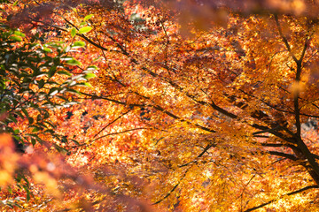 季節を感じる色鮮やかな紅葉　成田山公園
