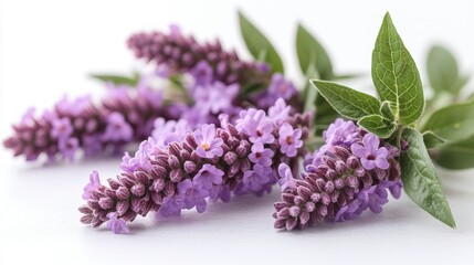 Fototapeta premium photo of vervain isolated on white background vervain