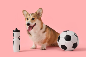 Cute Corgi dog with sports water bottle and soccer ball on pink background
