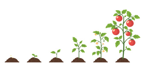 Tomato Growth Stages Illustration. Vector Cartoon Showing Tomato Growth From Seed, Germination, Sprouting, Flowering to Mature Plant with Ripe Fruits. Design Template for Education, Gardening