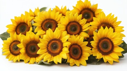 Fototapeta premium sunflower close up stock image isolated on white background sunflower