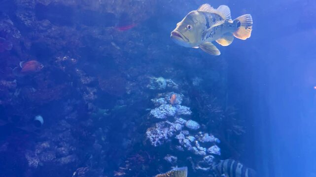 Cichla kelberi and other predatory fish swim in a huge freshwater aquarium.
