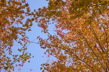 Vibrant maple tree foliage contrasts against a clear blue sky during autumn season