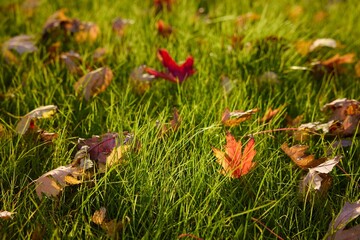 Colorful autumn leaves scattered on vibrant green grass during a sunny day