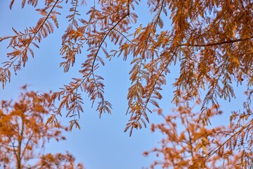 Yellow sequoia leaves contrast beautifully against a clear blue sky in autumn