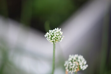 Onion flower blooming in the garden, Chives flower.