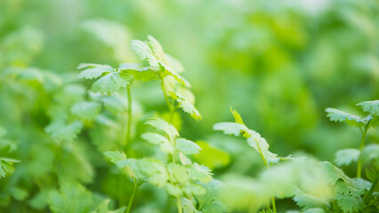 Coriander leaves background. Coriandrum sativum