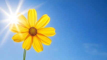 Bright Yellow Flower Blooms Under Summer Sun