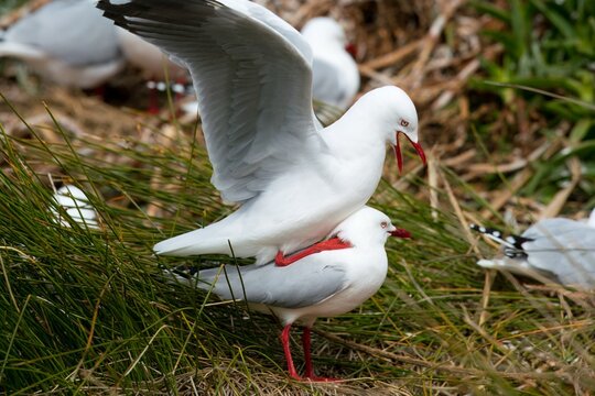Two Mating Seagulls, Coastal Wildlife Behavior