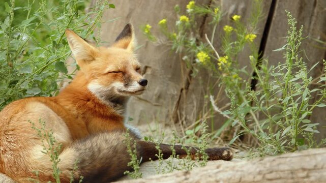 Cute close-up Red fox vixen face as she turns to look at the camera
