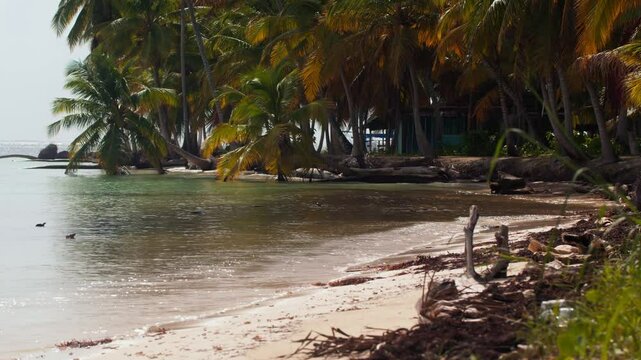 A serene white sand beach with chill waves hitting the shore, framed by dense palm trees along the coast. Shot in San Blas Islands, Panam&aacute; (Islas de San Blas, Panam&aacute;)