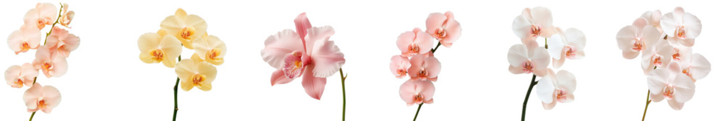 Elegant Display of Colorful Orchid Flowers in Various Shades and Arrangements for Floral Design Inspiration
