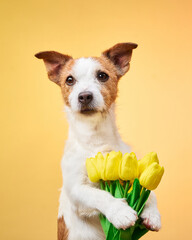 A Jack Russell Terrier holds a small bouquet of yellow flowers against an orange background. The photo showcases a charming and cheerful portrait of the playful dog.