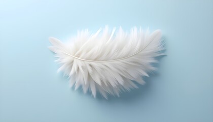 white feather on light blue background 