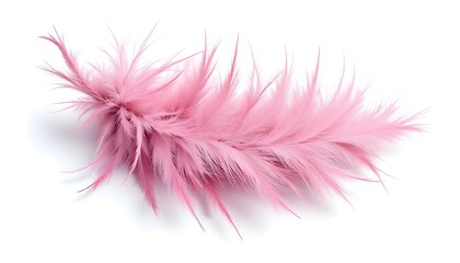 pink feather isolated on white background 