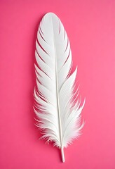 White feather on pink background 