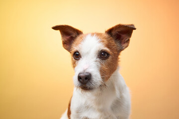 A Jack Russell Terrier gazes curiously at the camera while sitting against a yellow background. The portrait highlights the dog calm yet inquisitive demeanor.