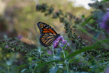 Monarch Butterfly