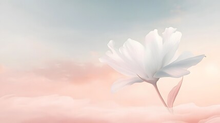 Obraz premium Serene White Flower Blooms in Pastel Sky