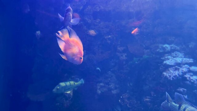 Cichla kelberi, Red Blood Parrot Fish, cichlasoma and other predatory fish swim in a huge freshwater aquarium.