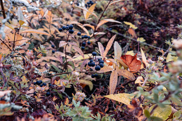 Autumn Early Morning. Bushes and Leaves in Drops of Dew and in the Spider Web. Beautiful autumn plant and fruits close up