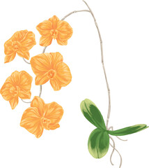 Orange orchid flower botanical painting illustration