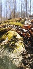Close up moss on stick