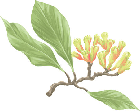 Clove flower botanical plant illustration