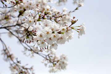 Obraz premium Branches of sakura flowers, cherry blossom