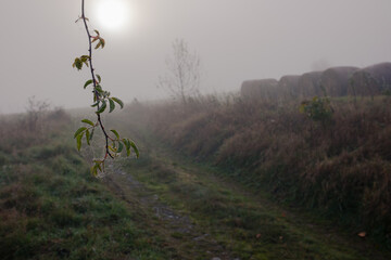 Branch of rose hips in drops of dew. Blurred Round bales of straw and ground road on background. Foggy early morning, field, yellowed grass and tree leaves