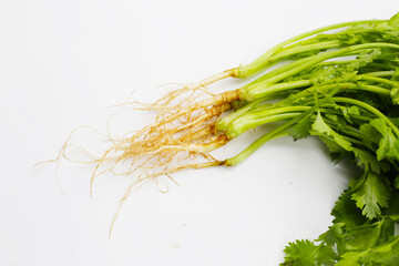 Fresh organic coriander, vegetables and herbs