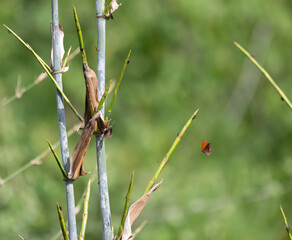 The beautiful butterfly with large,  brown wings on flight mode. The background is pleasing green background.  