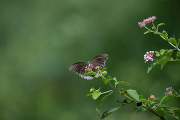 The beautiful butterfly with large, dark brown wings on the flower feeding on nectar. The background is pleasing green background.  