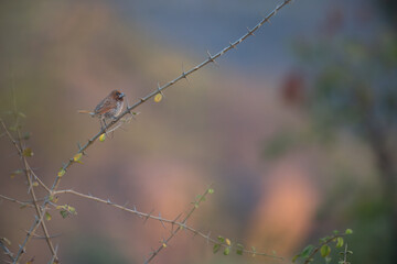 The beautiful, vibrant Scaly breasted munia bird perched on a thin branch. Its is perched on a branch against a backdrop of lush green and colorful foliage.