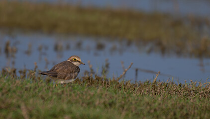 The beautiful Little ringed plover standing on a grassy bank near a body of water. The water behind the bird is blue, still and blur.