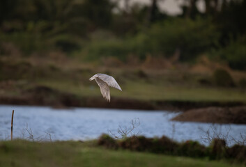 The graceful River tern in flight against a soft, textured background. The bird plumage is predominantly white, contrasting beautifully against the muted tones of the background.