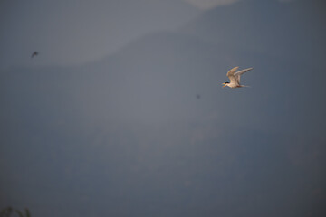 The graceful River tern in flight against a soft, textured background. The bird plumage is predominantly white, contrasting beautifully against the muted tones of the background.