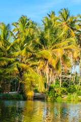 Obraz premium A lush green forest with palm trees and a bird flying over the water