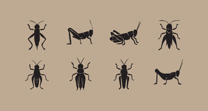 Illustration of the grasshopper insects on a colour background