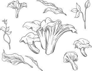 chanterelle mushroom fungi sketch illustration © agum