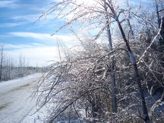 Serene Winter Scene Featuring Icy Tree Branches Sparkling Under the Bright Sunlight, with a Snow-covered Road Stretching into the Horizon and a Vivid Blue Sky Above.
