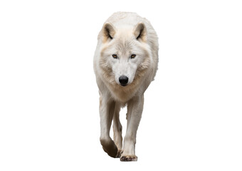Obraz premium Arctic wolf isolated on a transparent or white background.