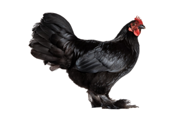 Black chicken isolated on a transparent or white background.