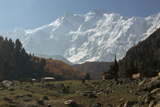 Majestic Nanga Parbat