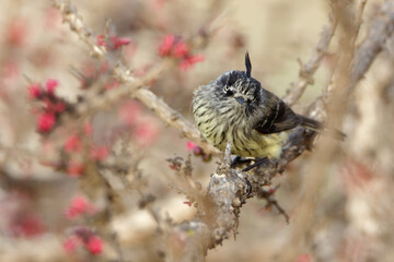 Tufted Tit-Tyrant (Anairetes parulus)