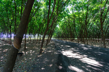 Rubber Trees being bled after the rainy season to produce latex and rubber products